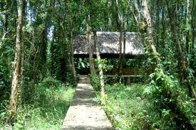 ផ្ទះប្រក់ស្លឹកនៅ ព្រៃ U Minh  ខេត្ត Ca Mau -វៀតណាម។